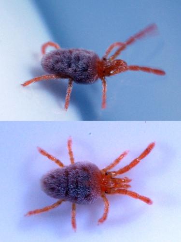 Réf. 307 977 : Allothrombium sp.